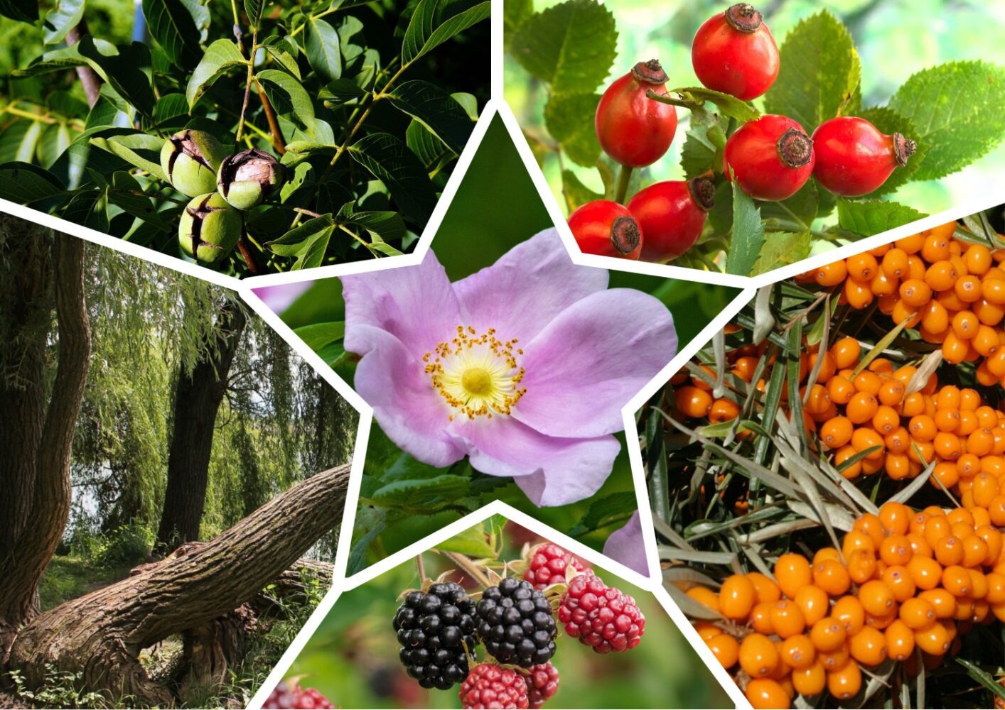 Господиня розповіла, які рослини більше ніколи не посадить на ділянці