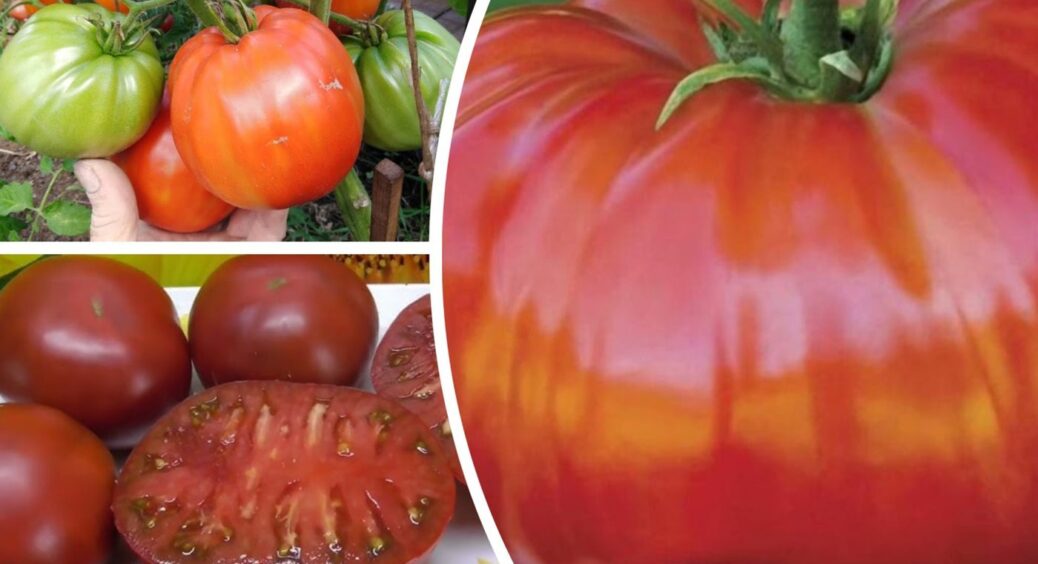 1 ложка у воду – і помідори плодоноситимуть до пізньої осені: чим полити розсаду у червні 2025 