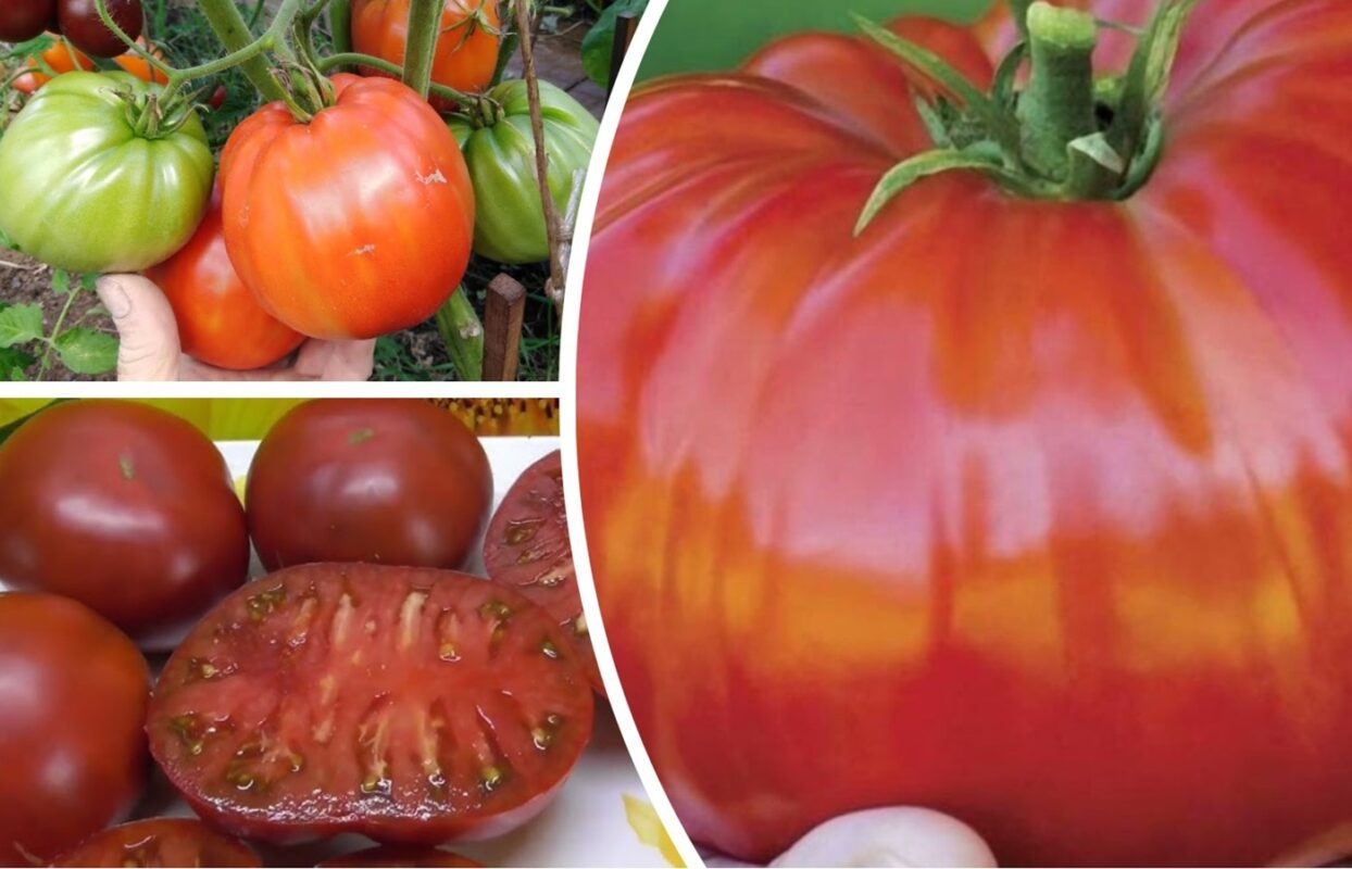 Агрономи розповіли, чим підживити помідори для збільшення врожайності