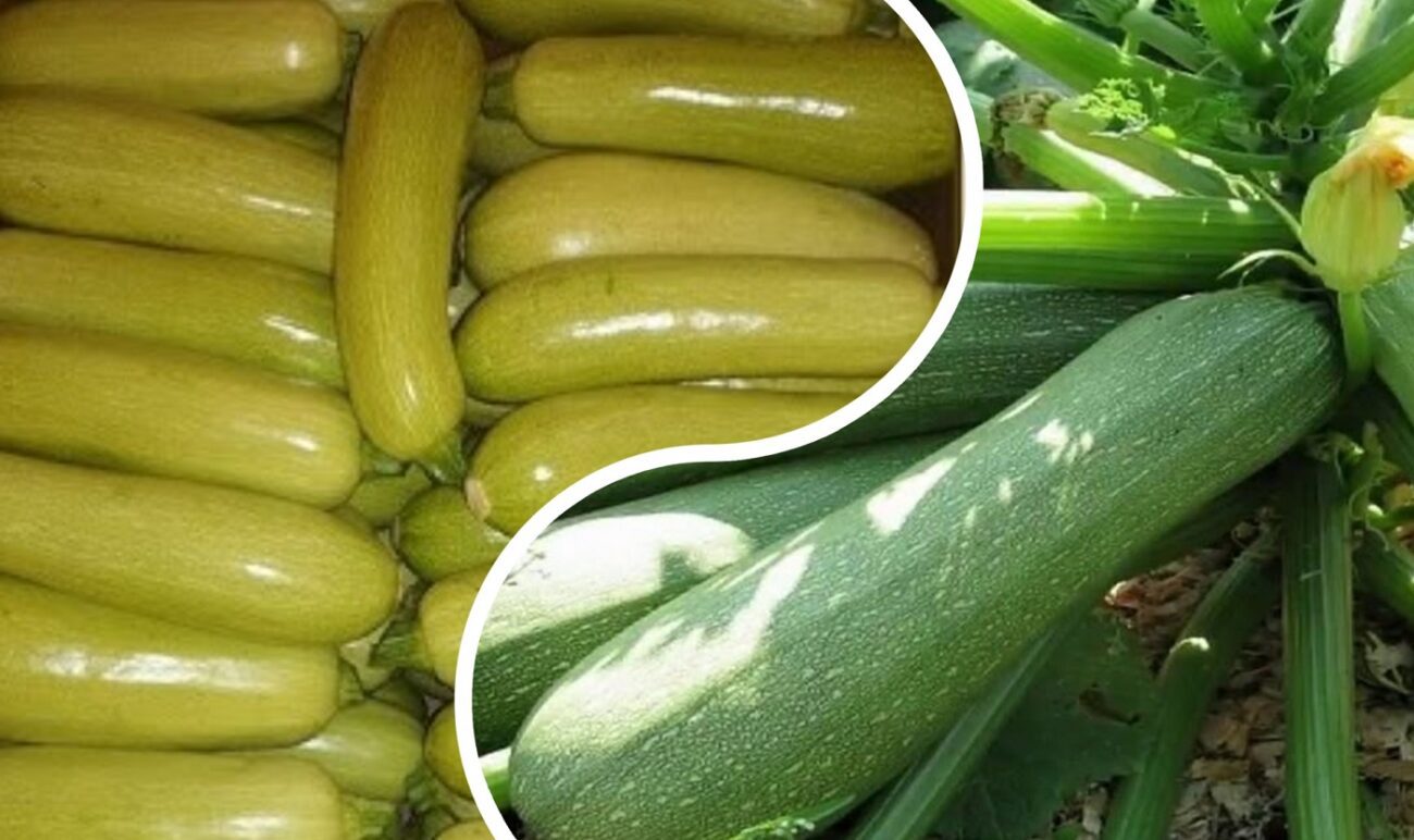 Аграрії розповіли, як збільшити врожайність кабачків у кілька разів 