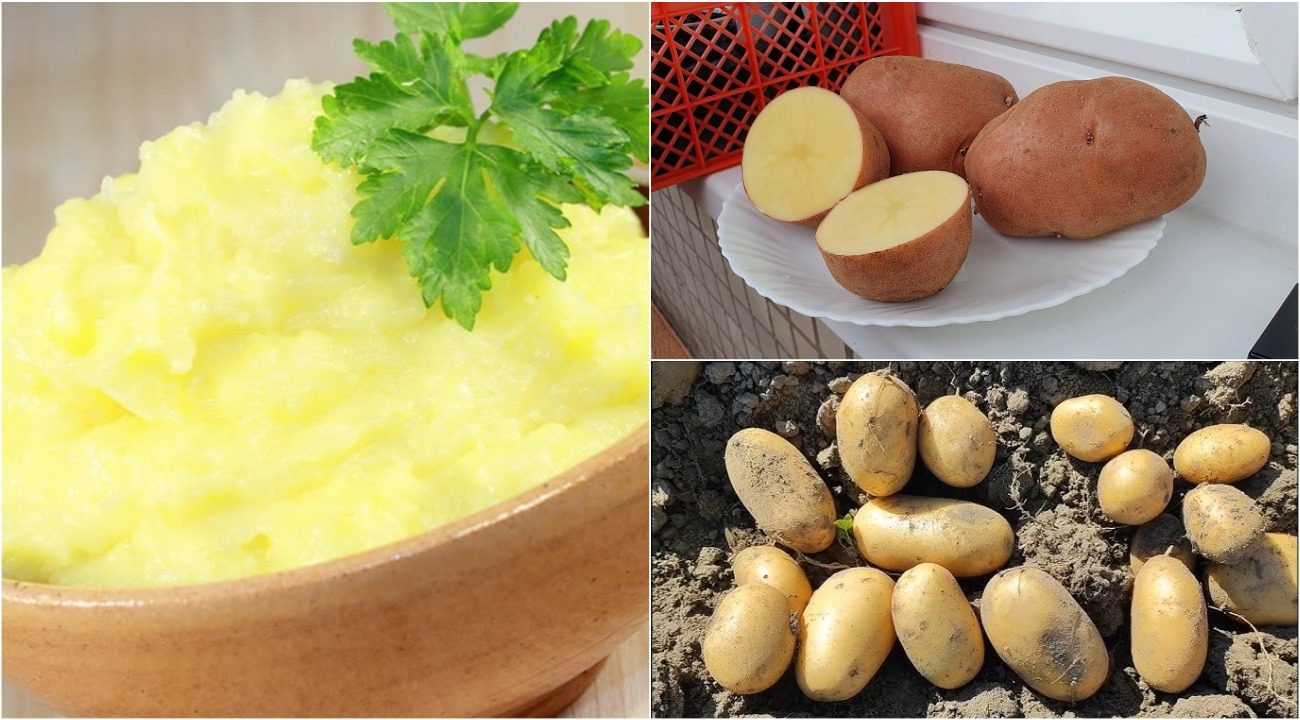 Експерти назвали 5 причин, чому не варто садити сорт картоплі Беллароса