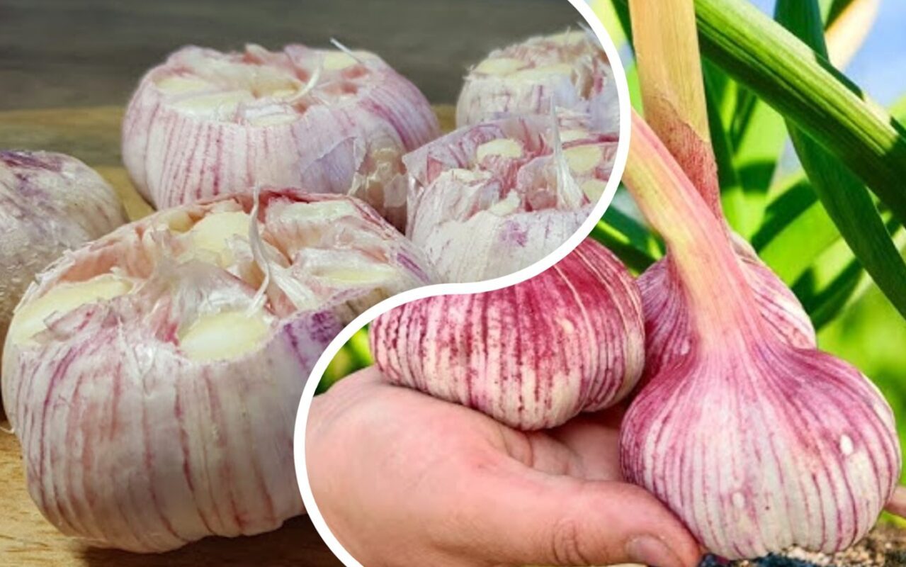 Експерти розповіли, в які дати краще збирати часник, щоб він зберігався цілий рік