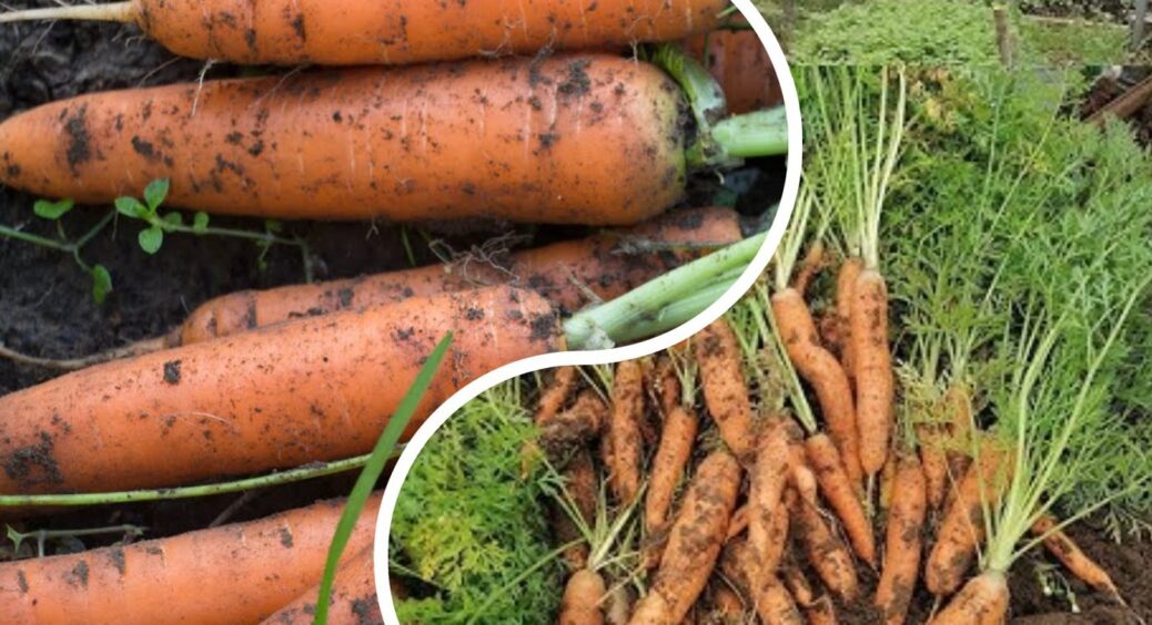 У червні достатньо 2 ложок на 10 л – і врожай моркви подвоюється: підтверджено на Львівщині 