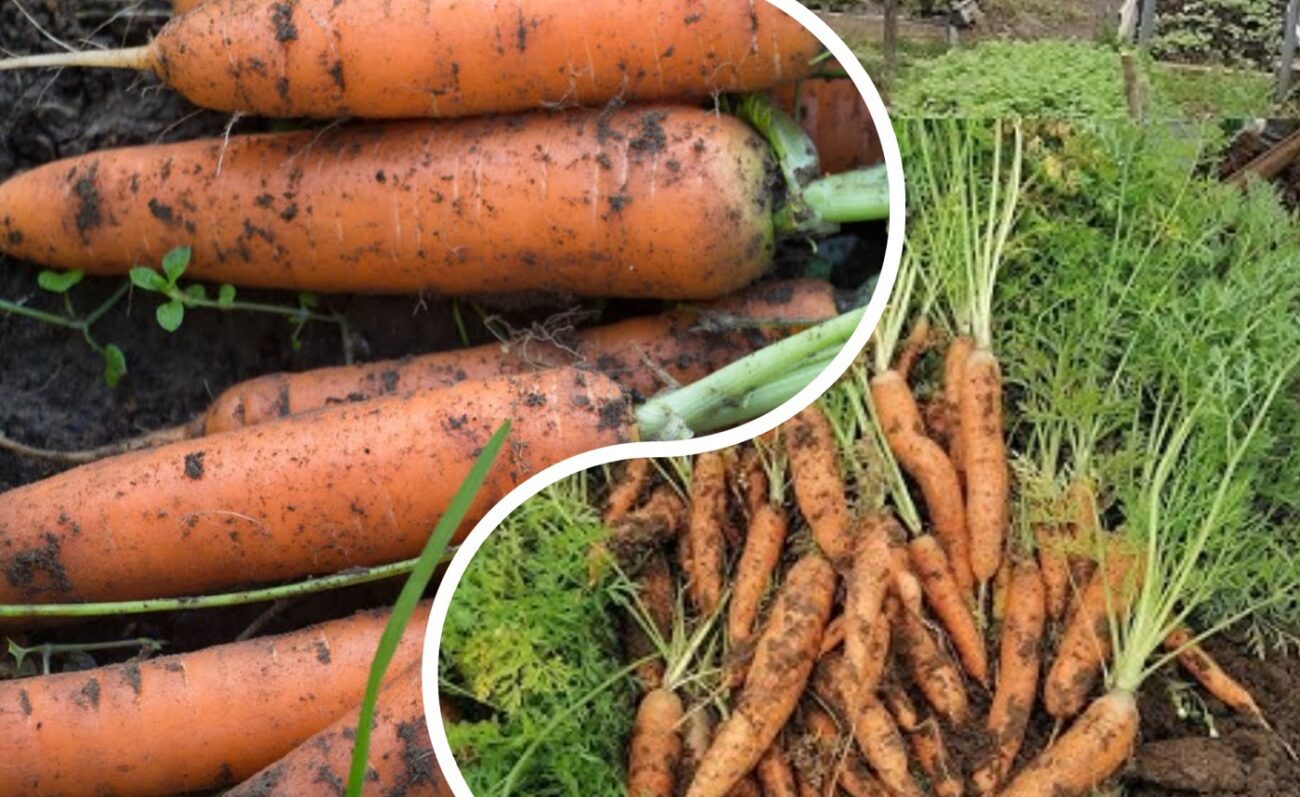 Агрономи розповіли, чим підживити моркву для збільшення врожайності вдвічі