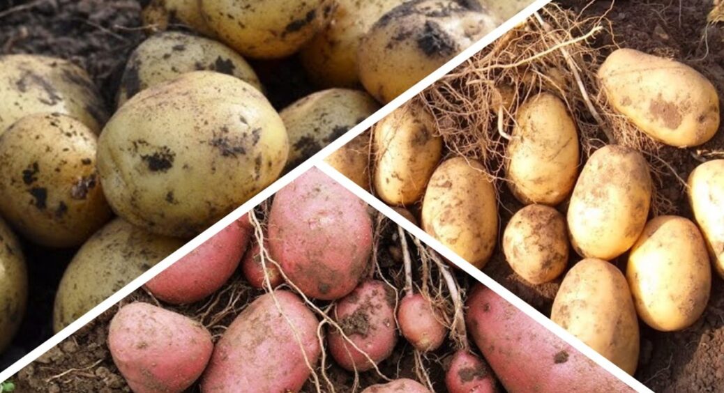 На Рівненщині обирають лише 3 сорти картоплі — зберігаються по 9 місяців без льоху 