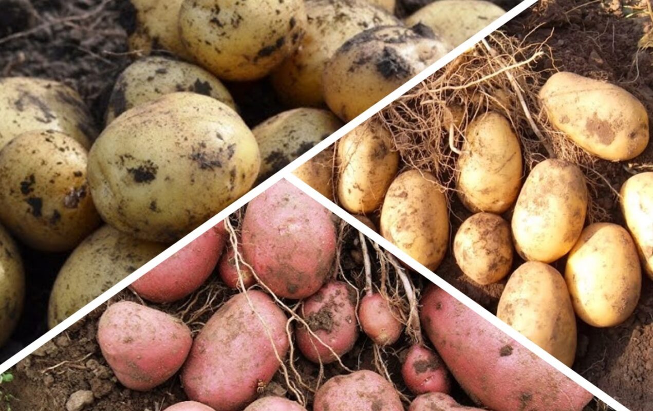 Агрономи назвали 2 найкращі сорти картоплі в Україні