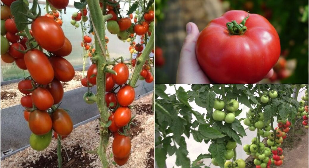 Через 3 дні після цього добрива томати випускають зав’язі по 6-8 штук на кущику: засікайте час 