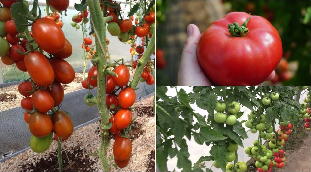 Аграрії розповіли, чим підживити помідори для збільшення врожайності