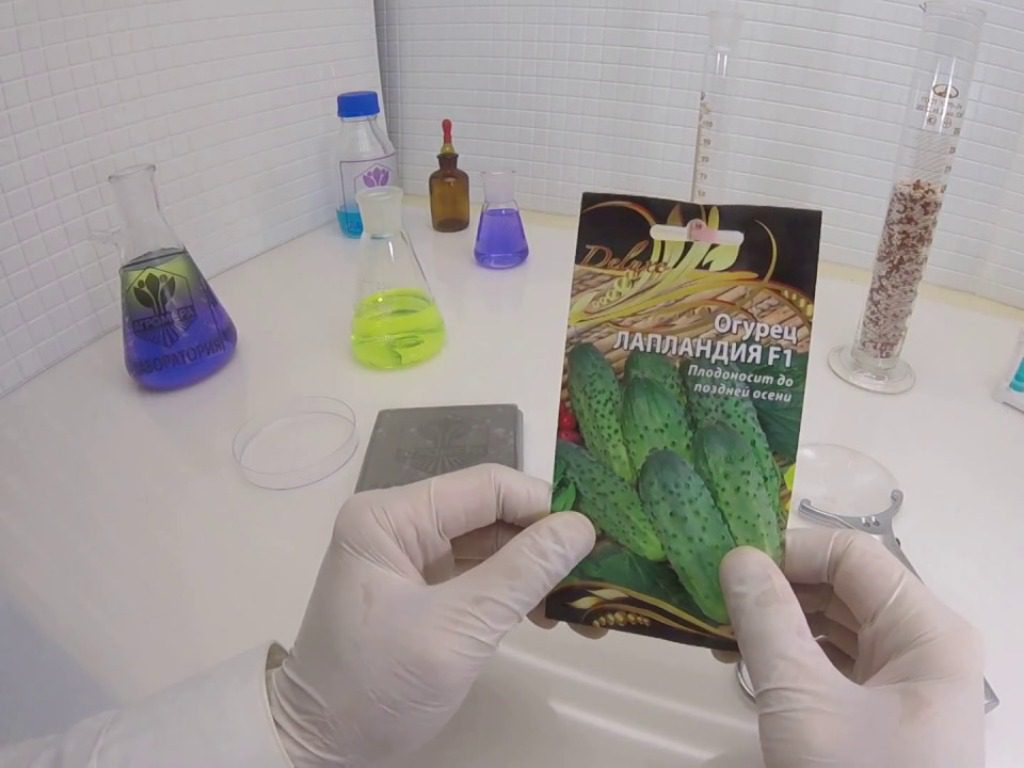 Холодостійкий сорт огірків Лапландія