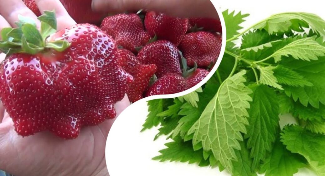 На Закарпатті підживлюють полуницю кропивою: 2 “пшики” – і ягоди крупні, без хімікатів 