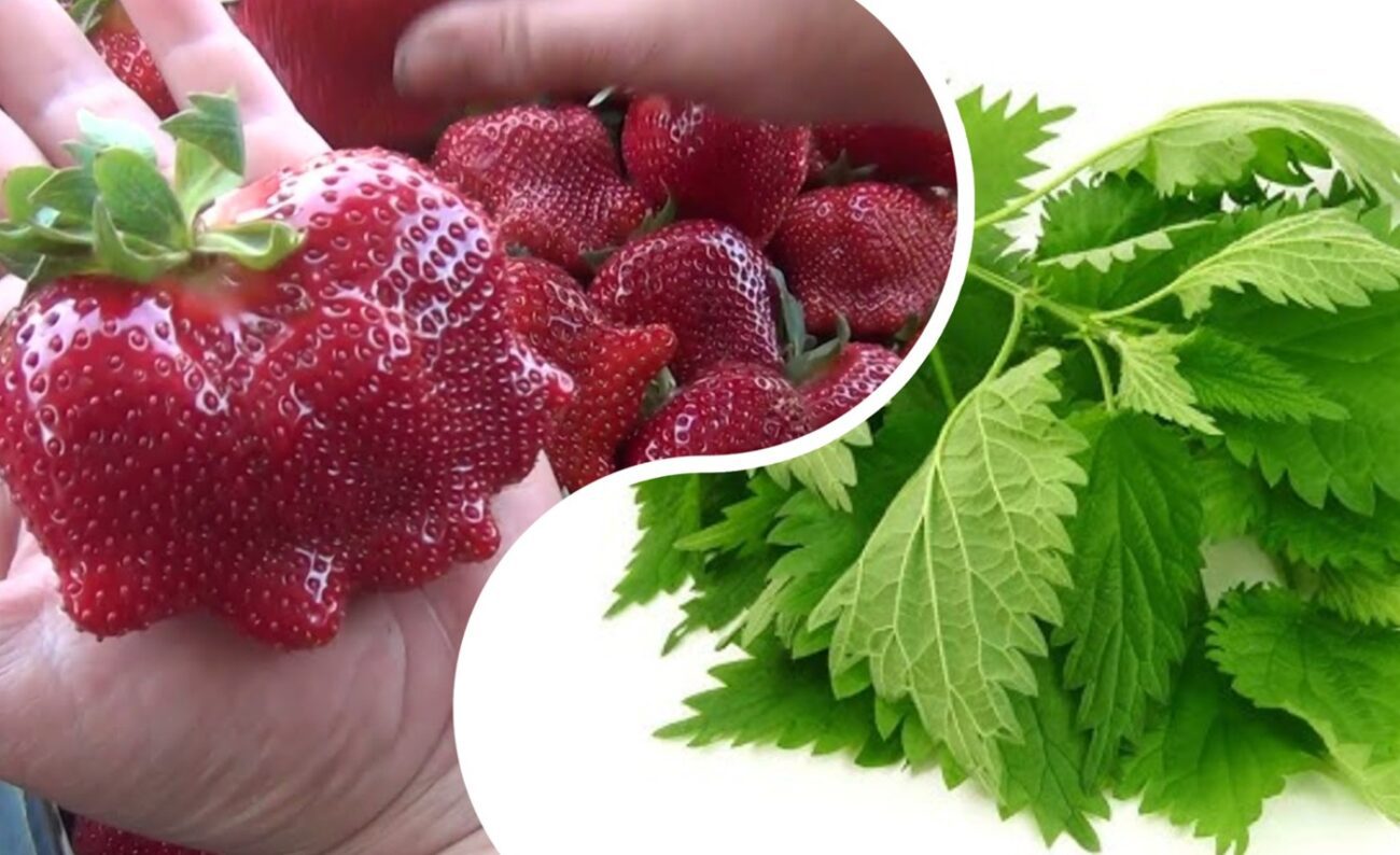 Городники розповіли, як зробити підживку для полуниці з кропиви