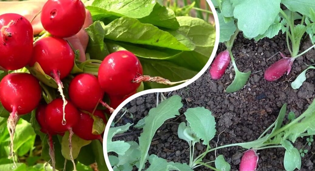 Як виростити редиску за 15 днів? Цей спосіб справді здивує вас швидкістю і простотою 