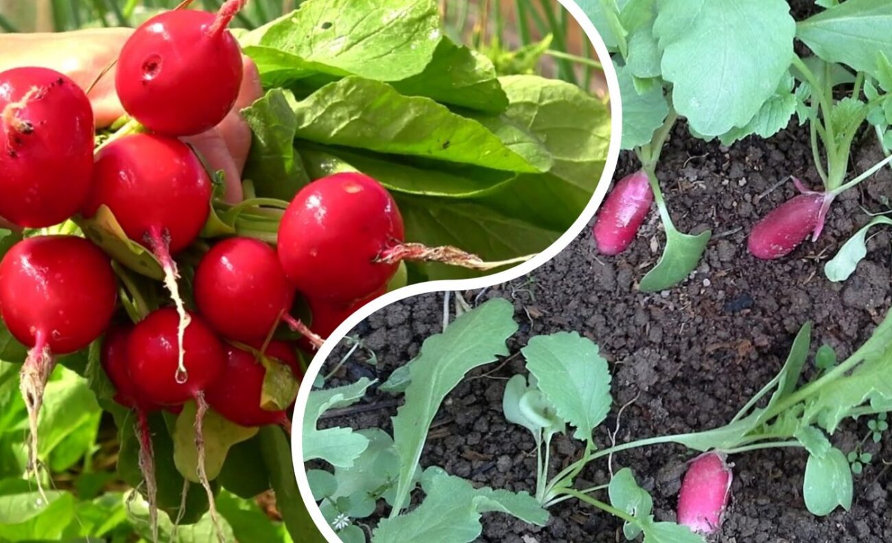 Як виростити редиску за 15 днів