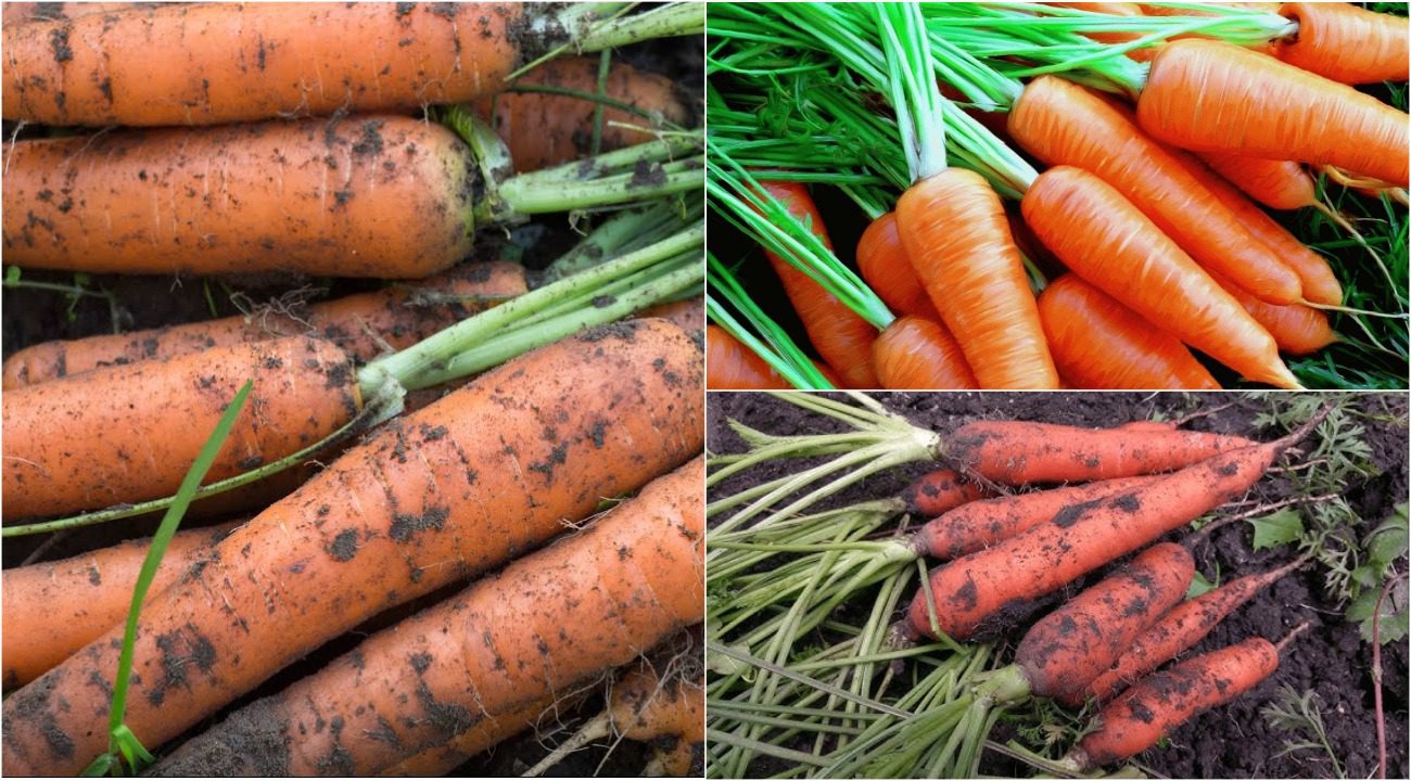 Експерти назвали 4 сорти моркви, які дають найкращий урожай