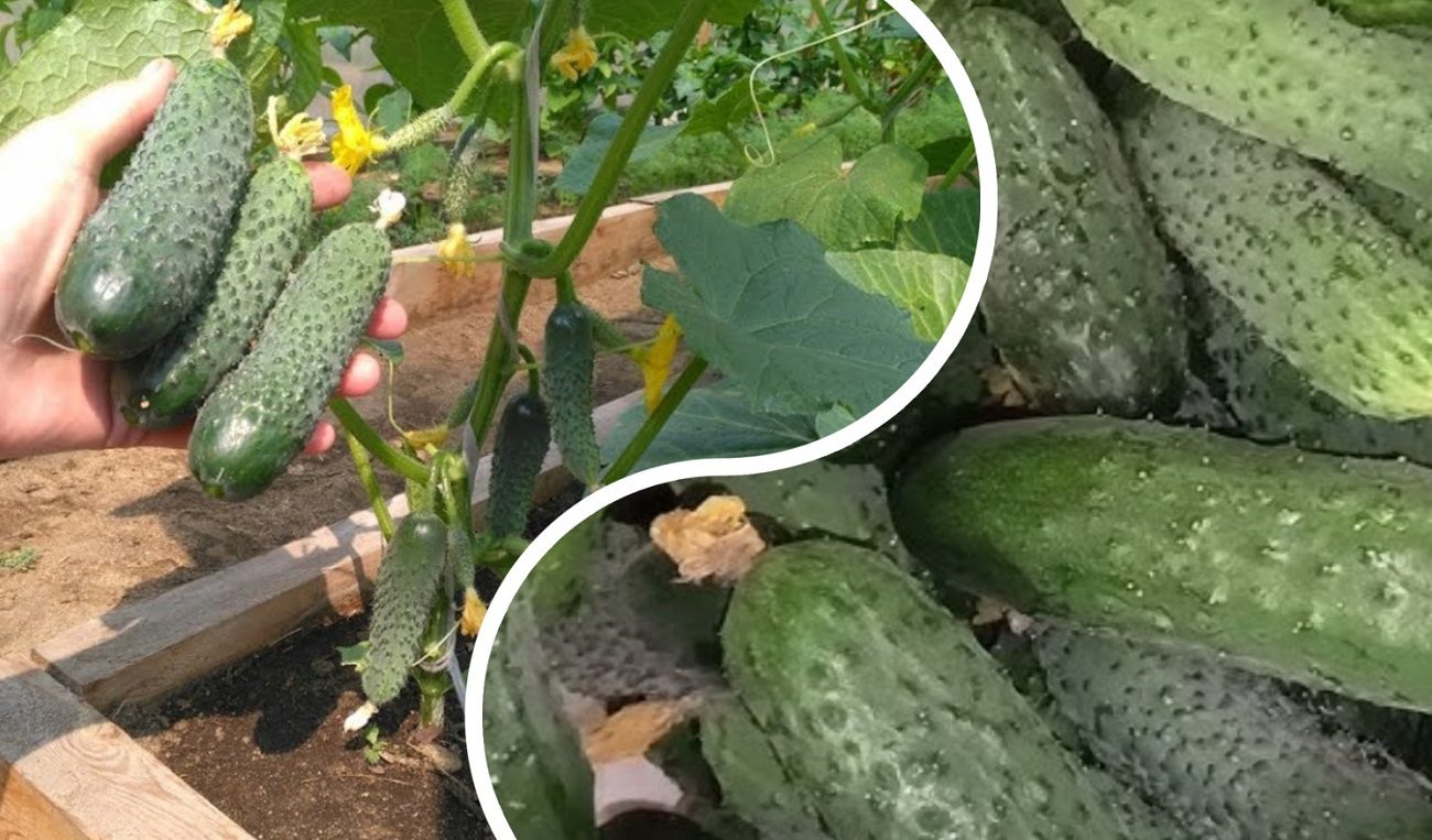 Експерти розповіли, чим підживити огірки під час цвітіння для збільшення врожайності