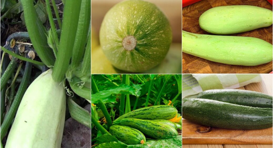 На Миколаївщині та Одещині під пекучим сонцем виживають лише ці сорти кабачків: 6 чемпіонів 