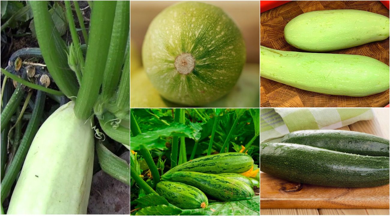 Агрономи назвали 5 сортів кабачків, які родять навіть в спеку