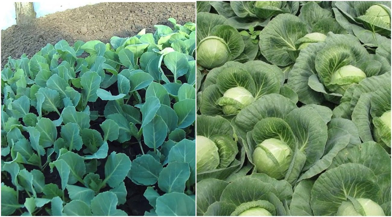 Агрономи розповіли, як виростити величезні головки капусти за допомогою кропиви 