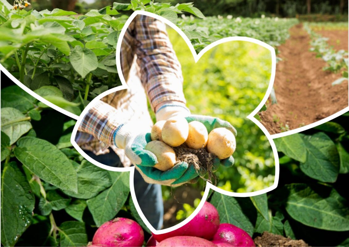 Агрономи розповіли, які компоненти додати в лунки з картоплею для щедрого врожаю