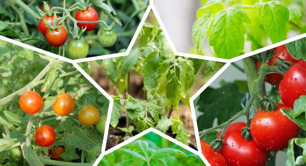 Що обирають агрономи – “Волове серце” чи “Медовий спас”: який сорт томатів дасть 20 кг з куща 