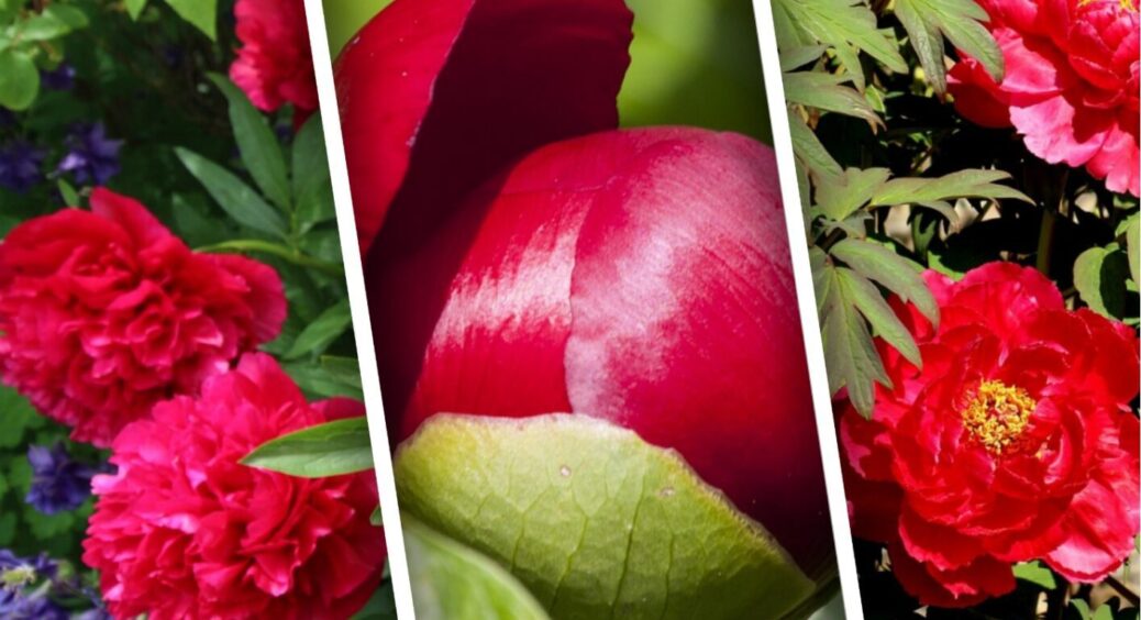 Півонії постаріли і квітнути не хочуть? Як повернути їх до життя – цей метод знали наші бабусі 