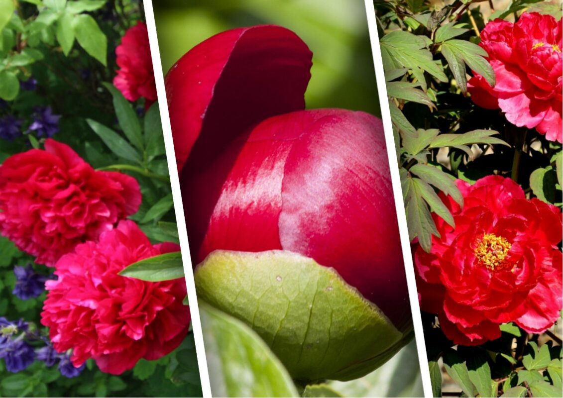 Квітникарі розповіли, як повернути квітучість старим півоніям