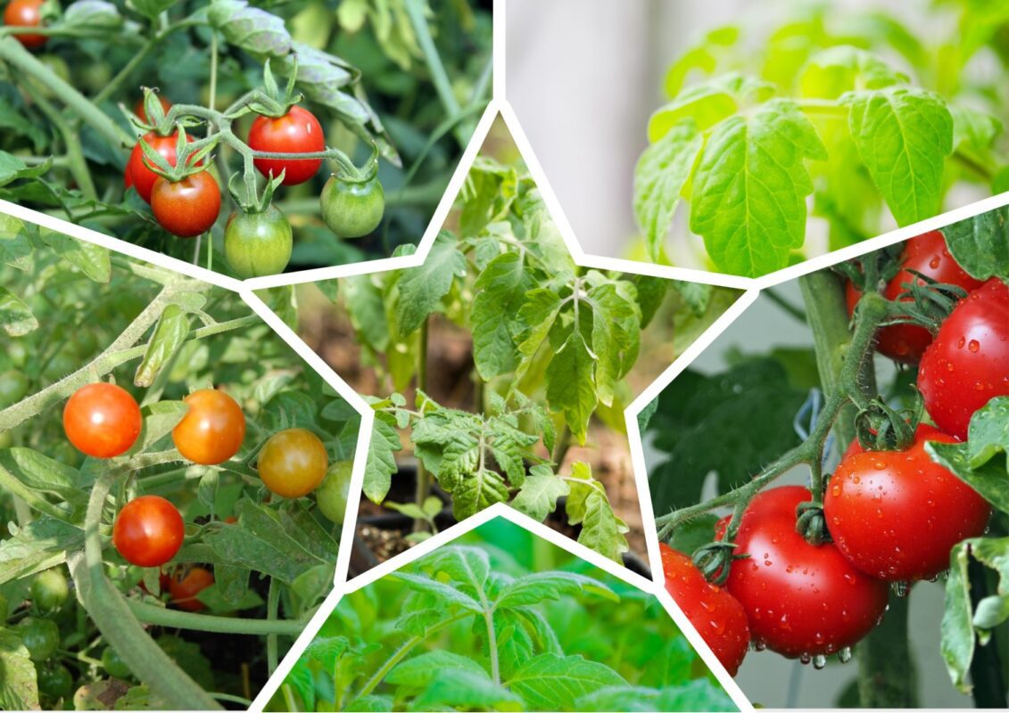 Агрономи розповіли, які сорти помідорів обирають для посадки