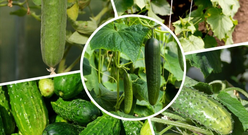 3 підживлення, які дають добрі огірки навіть у посуху: перевірено на Одещині влітку 