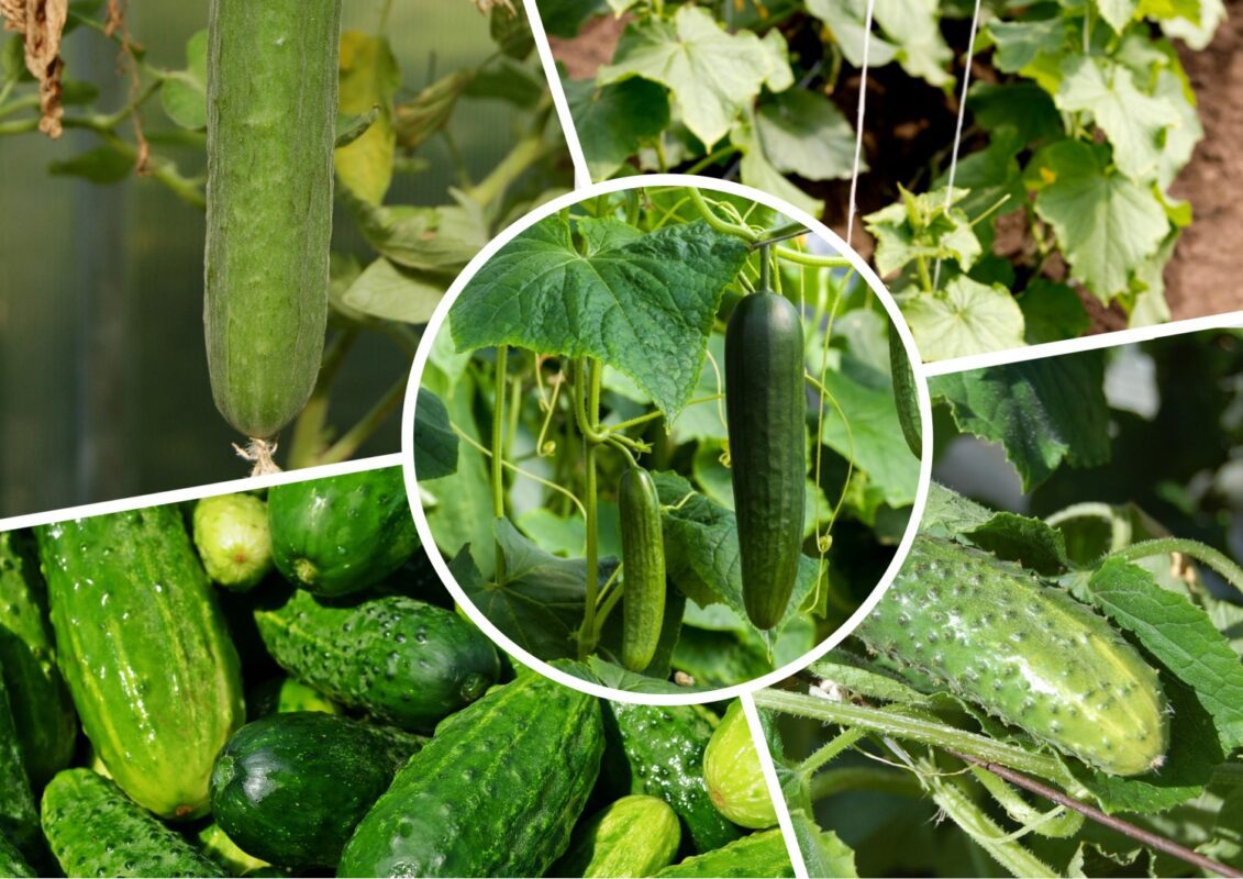 Садівники пояснили, як виявити на огірках несправжню борошнисту росу