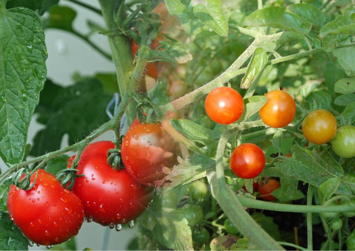 Агрономи розповіли, коли висаджувати томати в травні 2025 року