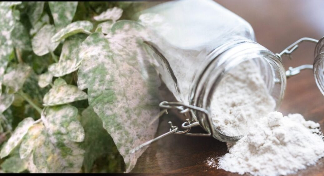 1 ложка харчової соди і борошнистої роси як не бувало: дієвий засіб для обприскування рослин 