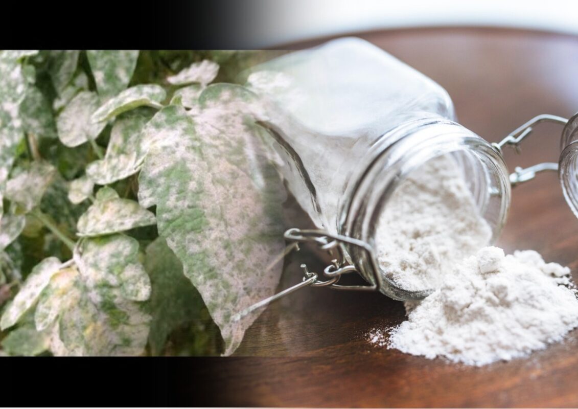 Городники розповіли, як позбутися борошнистої роси за допомогою соди