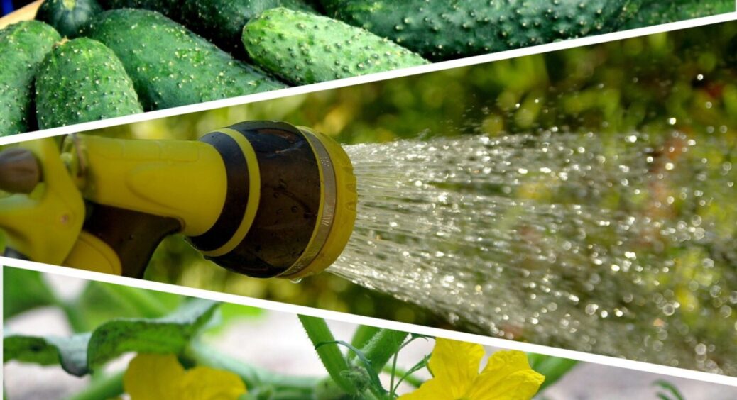 Не поливайте огірки після 19:00 – ця фатальна помилка може коштувати вам врожаю 