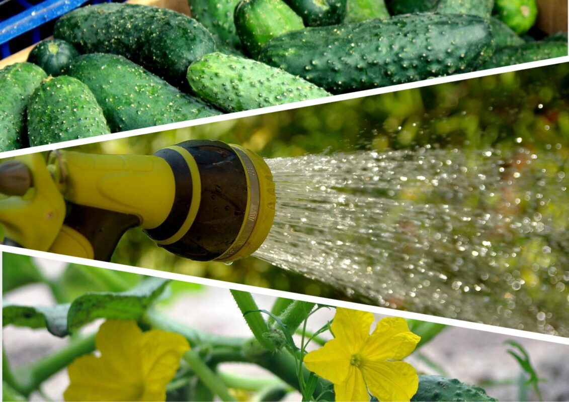 Садівники пояснили, чому на огірках у жодному разі не можна обрізати листя