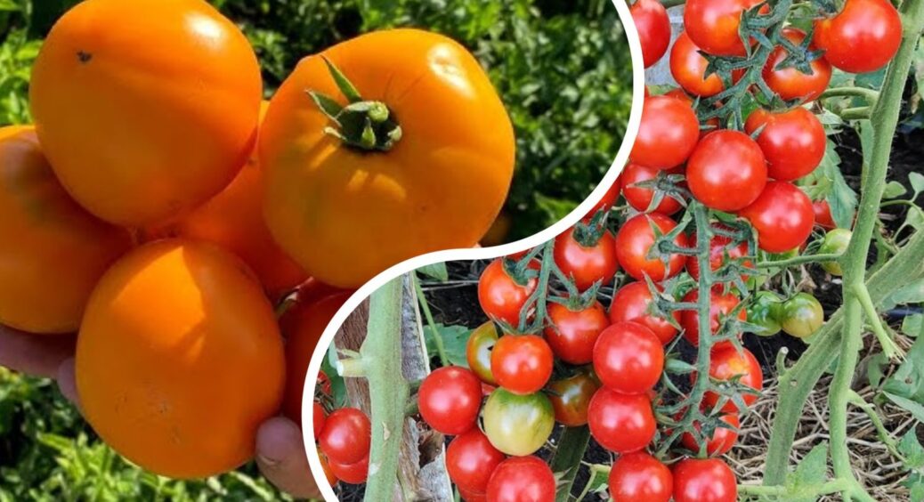 Не зола і не дріжджі: чим підживити томати у 2025-му, щоб на кущах місця вільного не було 