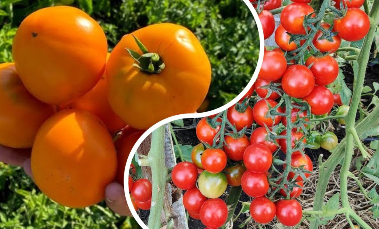 Експерти розповіли, як зробити так, щоб на помідорах не було пустоцвіту