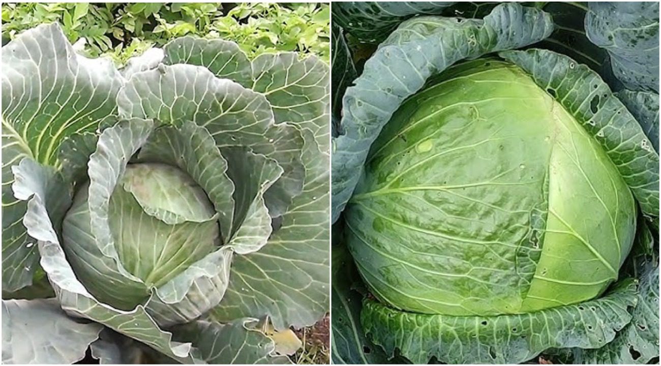 чим полити капусту, щоб вона виросла гігантською