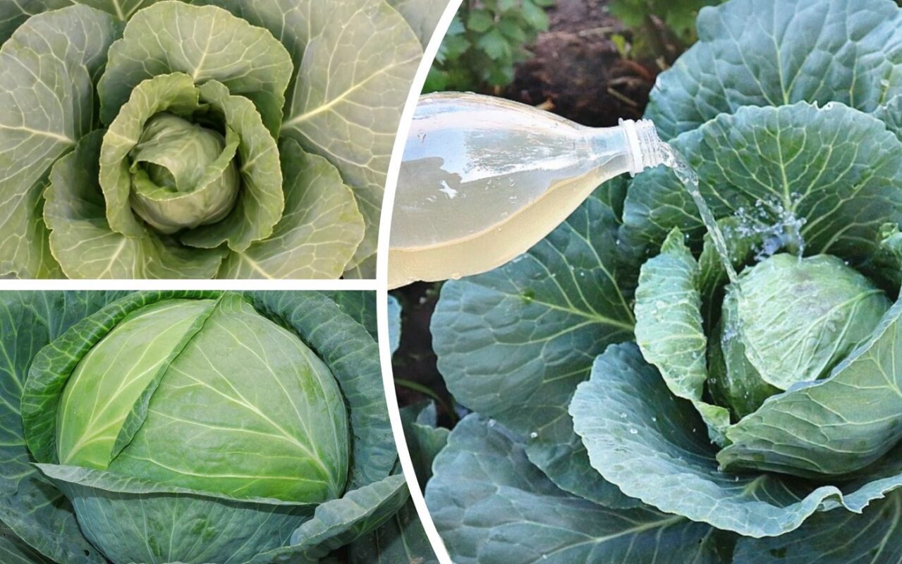 Городники розповіли, чим полити капусту, щоб вона виросла гігантською