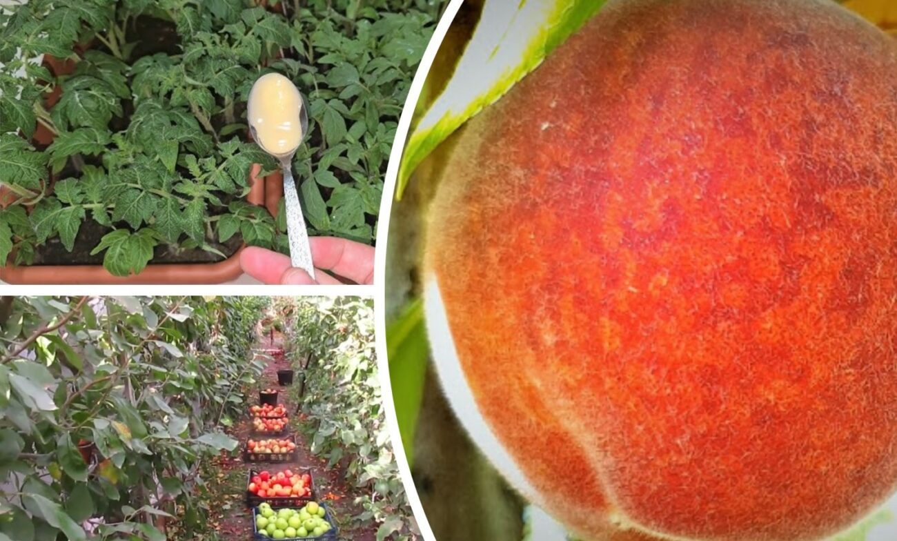 Садівники розповіли, як підживити дерева в саду за 0 гривень