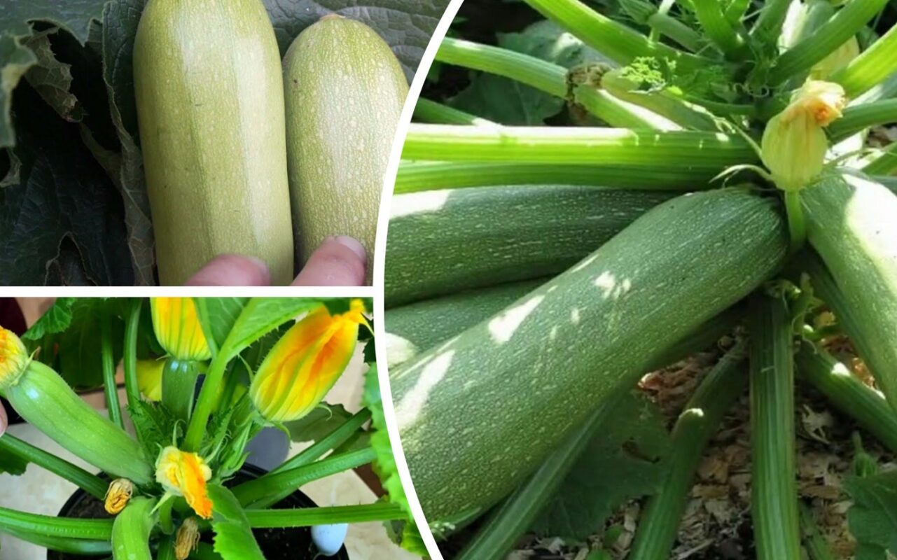 Садівники пояснили, чому не варто роздавати свої кабачки з городу сусідам