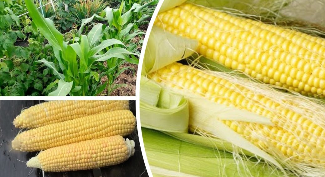 Ніжна та солодка кукурудза, як у продавців на пляжах: 5 сортів, які тануть в роті 