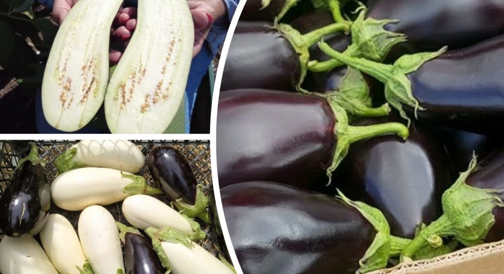 2 сорти баклажанів, які не бояться перепадів погоди: на Харківщині обирають лише їх 