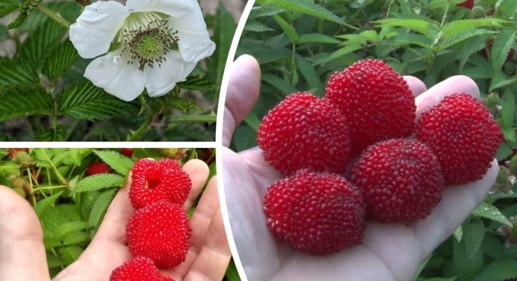 На Житомирщині почали вирощувати незвичну ягоду – малино-полуницю: дуже смачна і солодка 