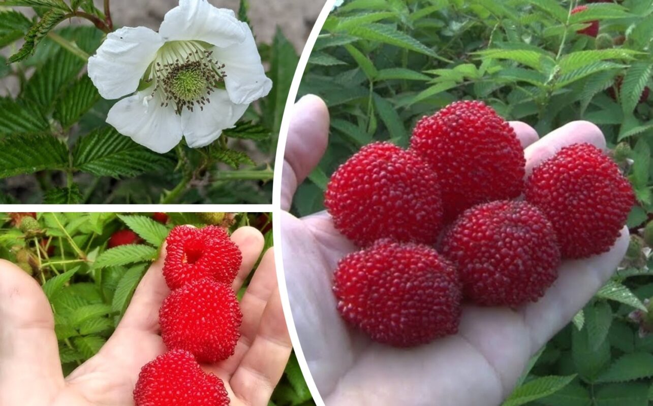 Садівники розповіли, як вирощувати малино-полуницю в Україні