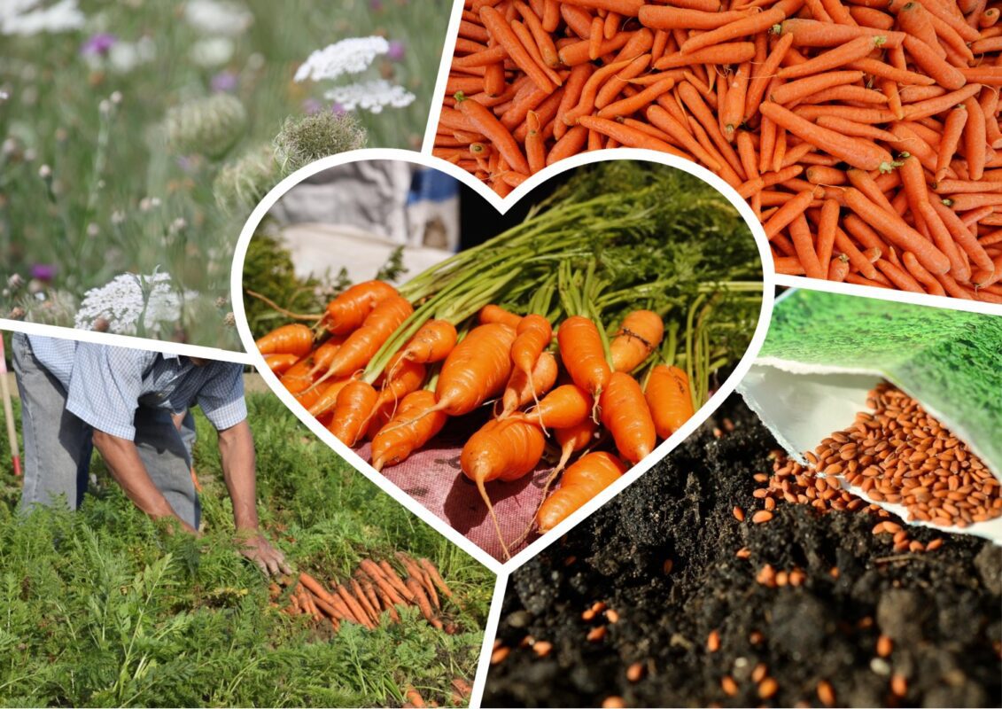 Дачники назвали ідеальний розчин, в якому потрібно замочити насіння моркви перед посадкою