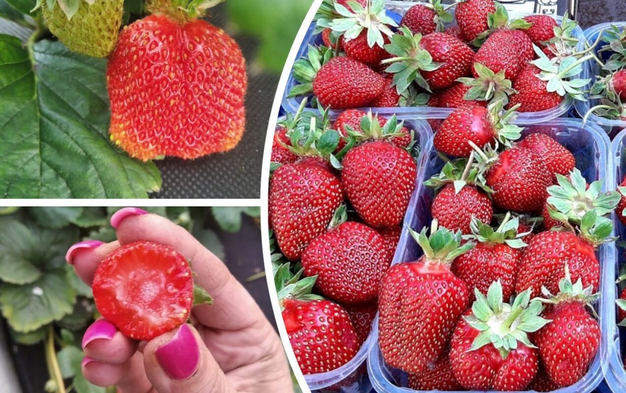 Аграрії назвали 3 сорти полуниці, які дають найбільший урожай при будь-якій погоді