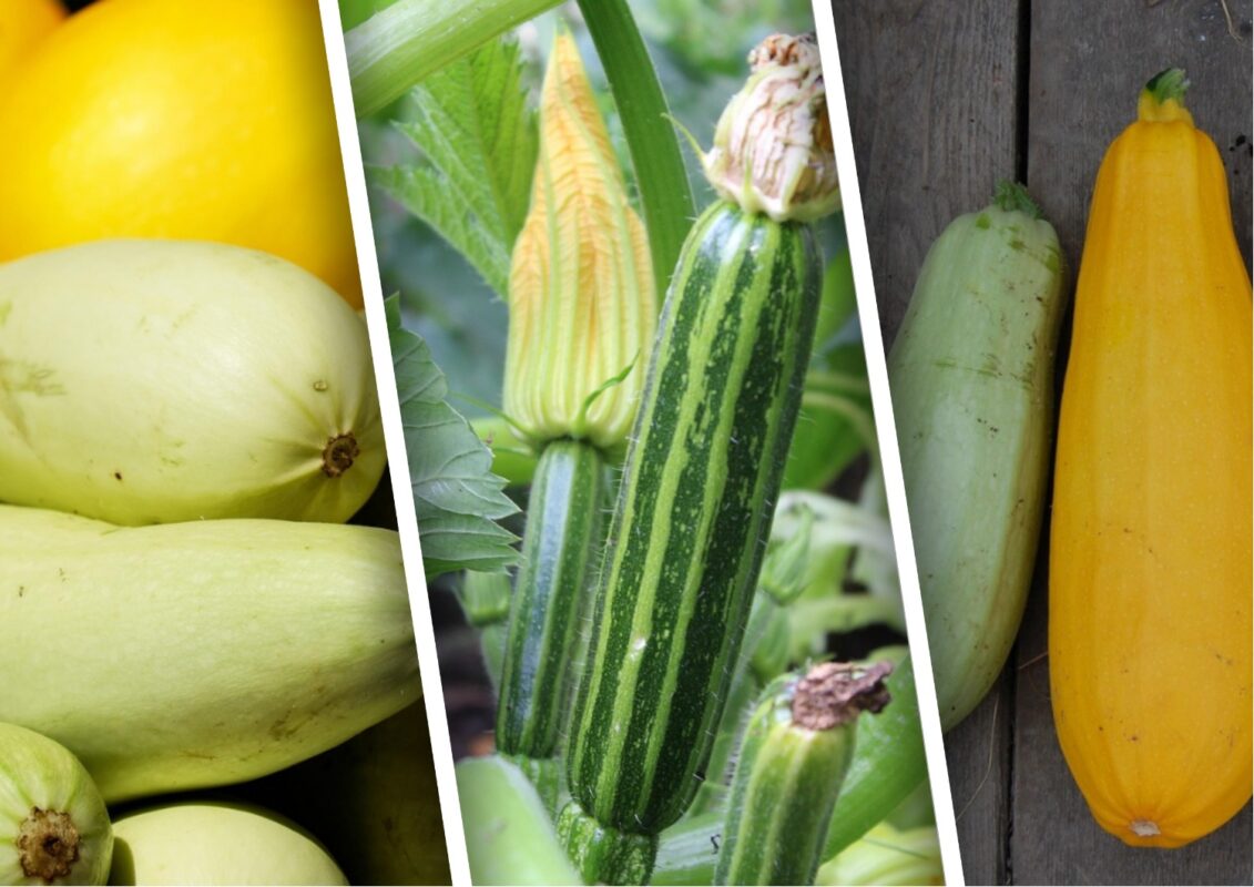 Агрономи назвали головну помилку, через яку увесь врожай кабачків може пропасти