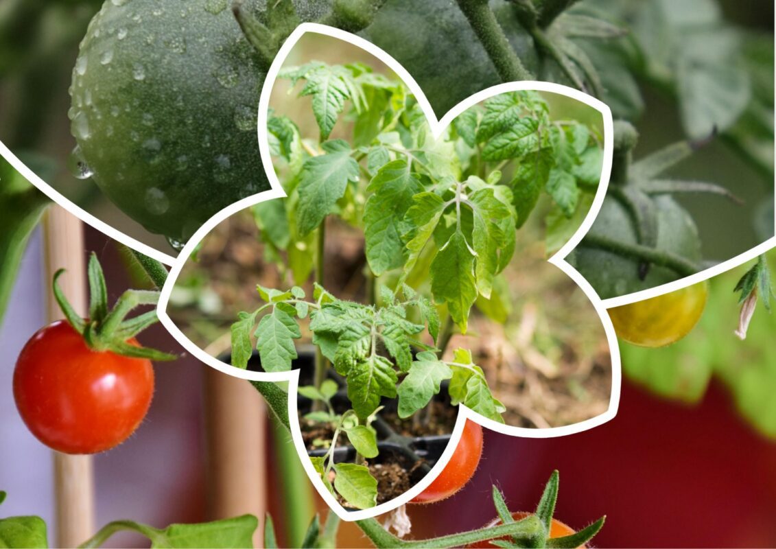 Агрономи назвали найкраще добриво для помідорів на грядці