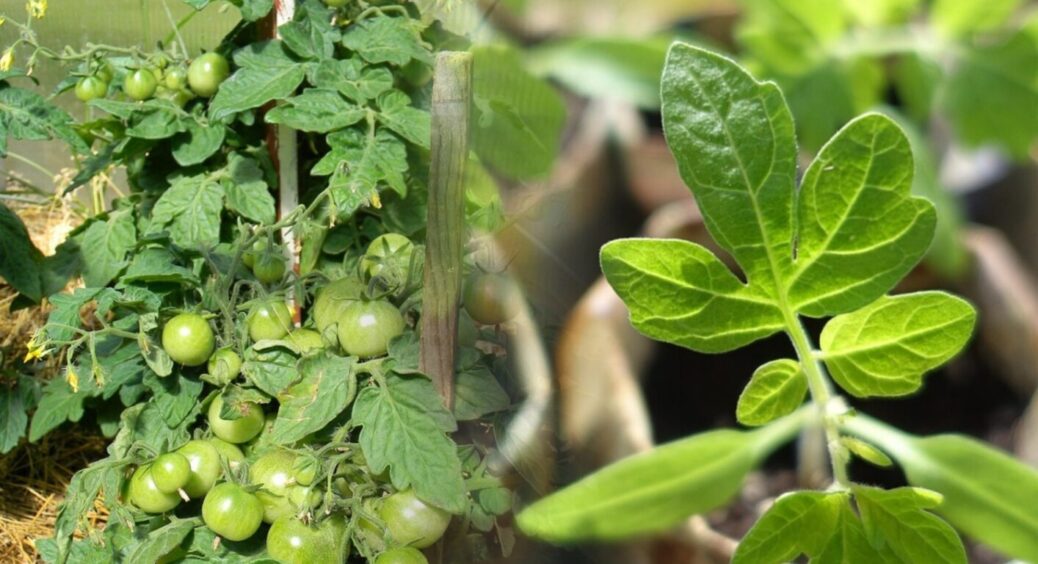 Терпіння та догляд: як допомогти розсаді помідорів повернутися до життя – 2 обовʼязкові кроки 