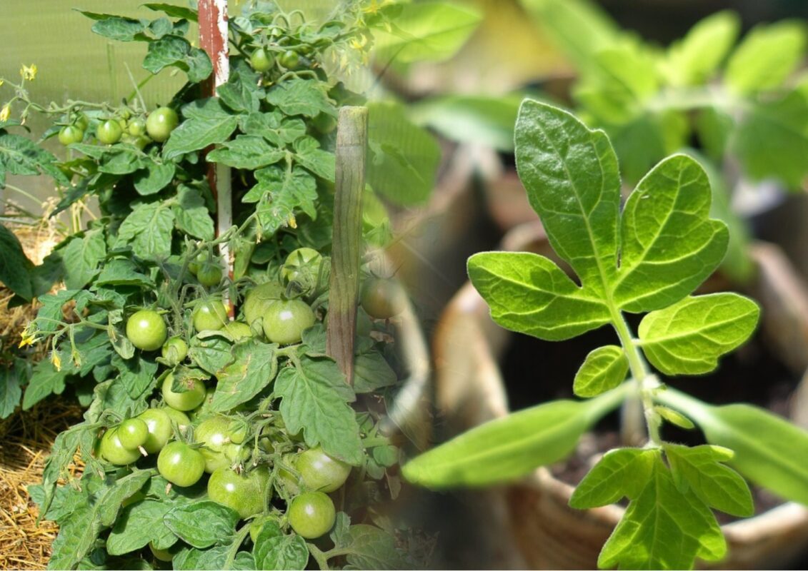Агрономи розповіли, які дні підходять для посадки розсади помідорів в травні 2025 року
